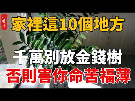 吸財樹風水|【吸財樹風水】居家招財法寶，吸財樹風水招財又得運！